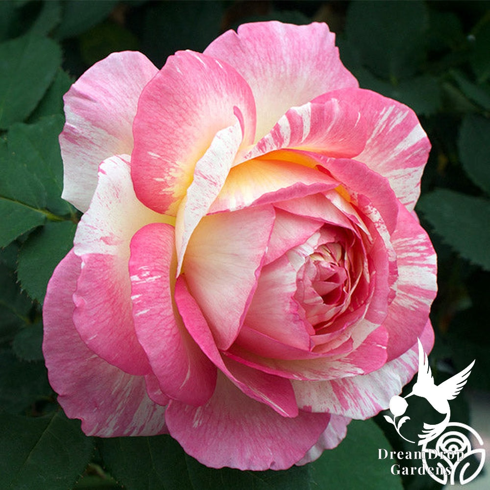Rose - Marc Chagall — DreamDrop Gardens photo 15