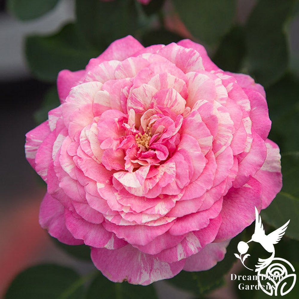 Rose - Marc Chagall — DreamDrop Gardens photo 16