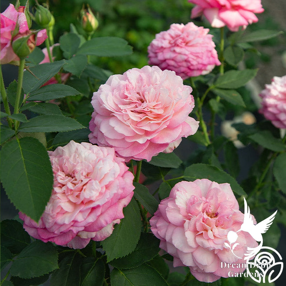 Rose - Marc Chagall — DreamDrop Gardens photo 18