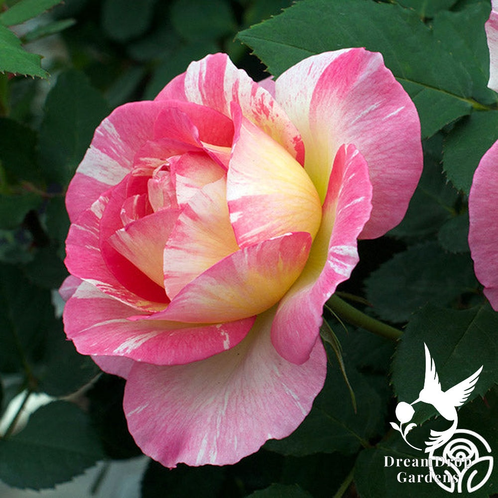 Rose - Marc Chagall — DreamDrop Gardens photo 19