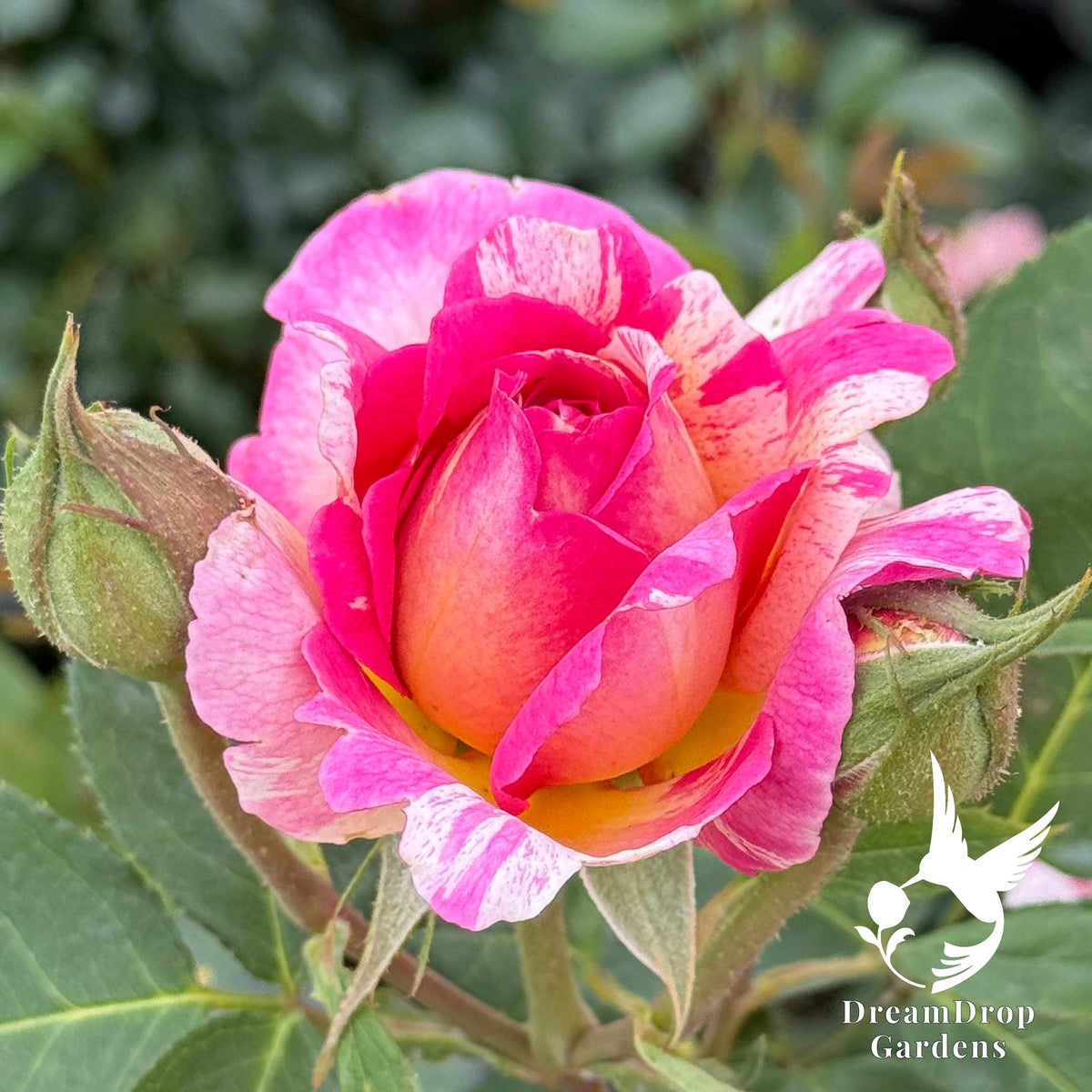 Rose - Marc Chagall — DreamDrop Gardens photo 1