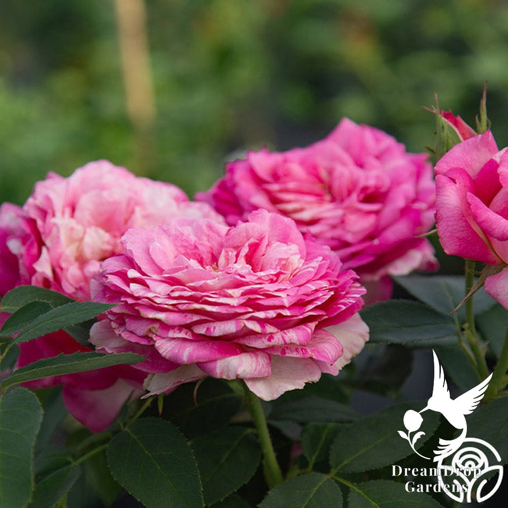 Rose - Marc Chagall — DreamDrop Gardens photo 21