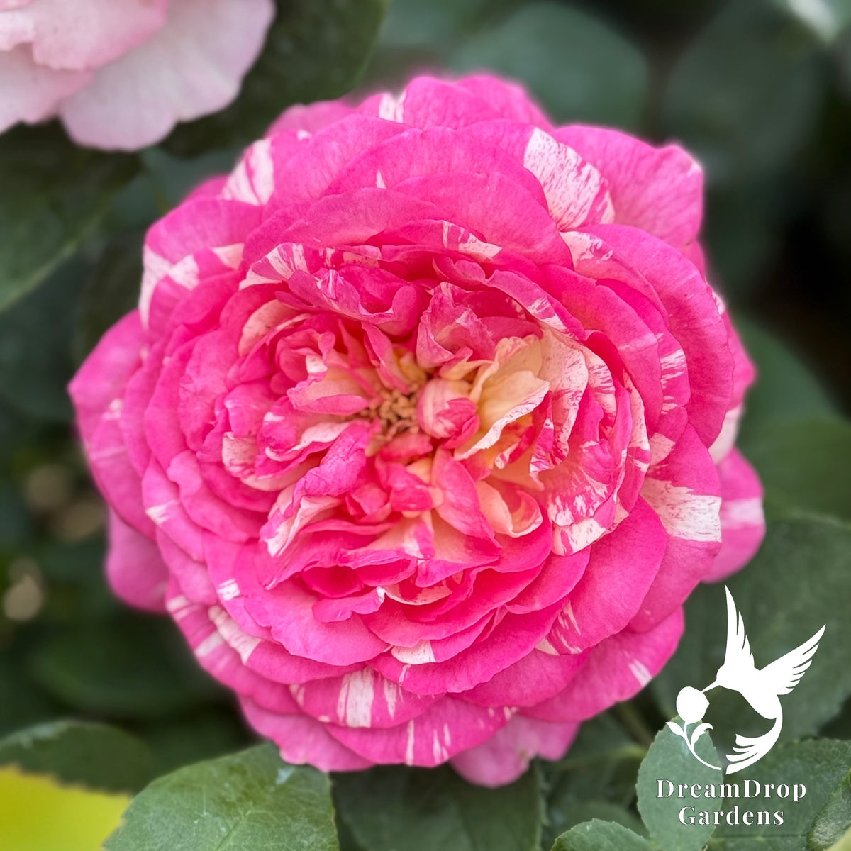 Rose - Marc Chagall — DreamDrop Gardens photo 4