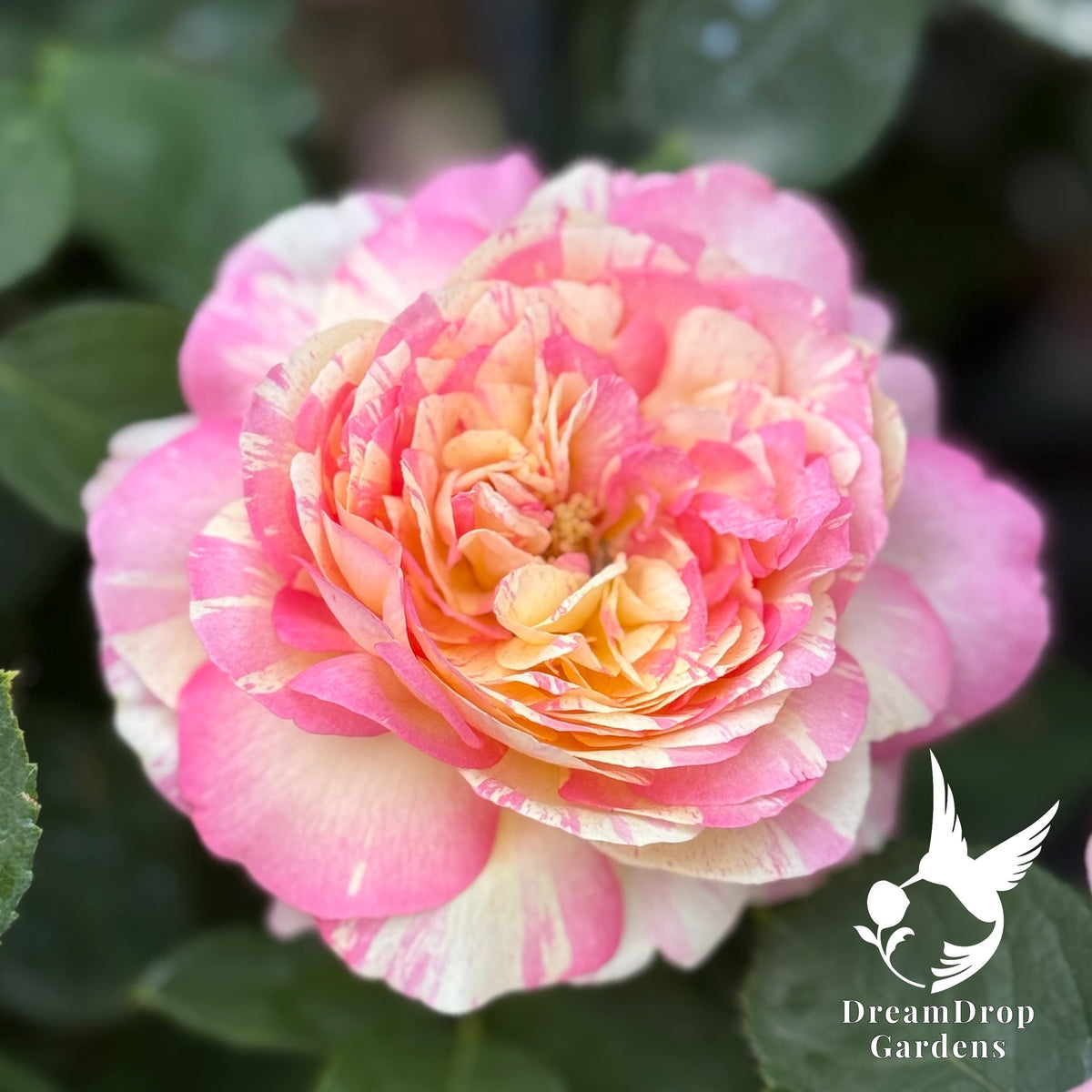 Rose - Marc Chagall — DreamDrop Gardens photo 5