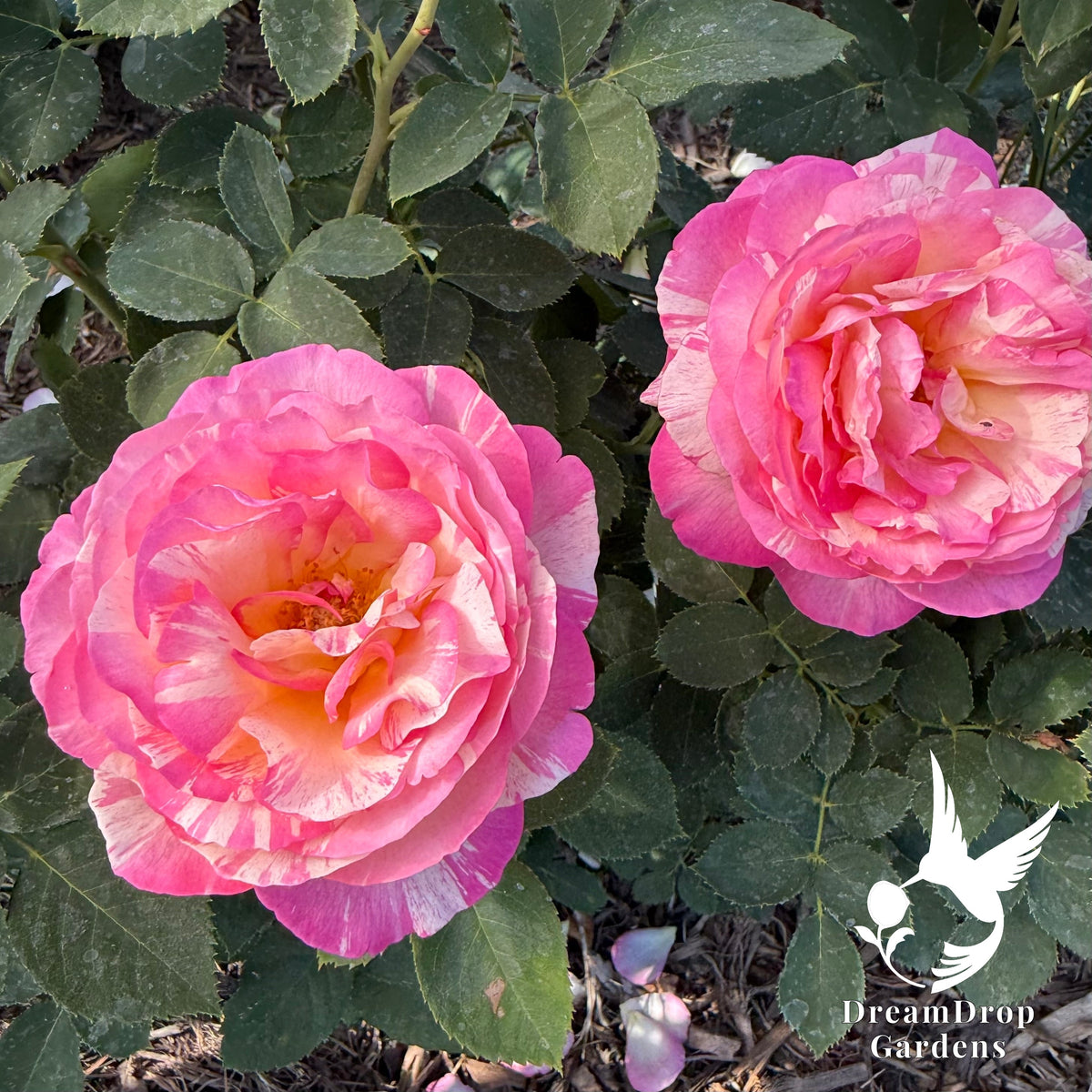 Rose - Marc Chagall — DreamDrop Gardens photo 7