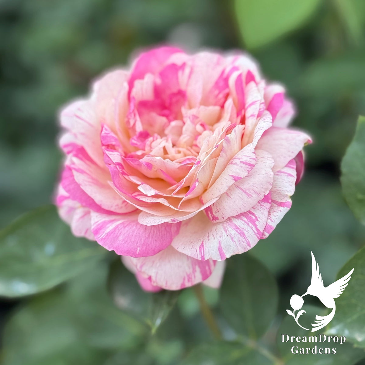 Rose - Marc Chagall — DreamDrop Gardens photo 8
