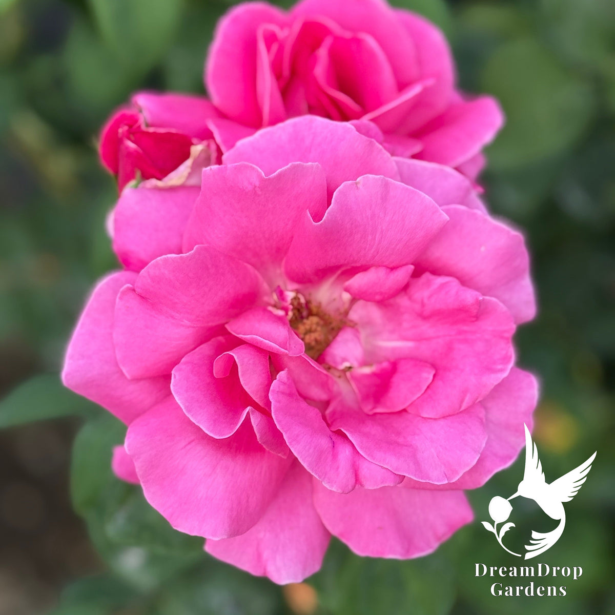 Perfume Delight hybrid tea rose with fully open deep pink blooms