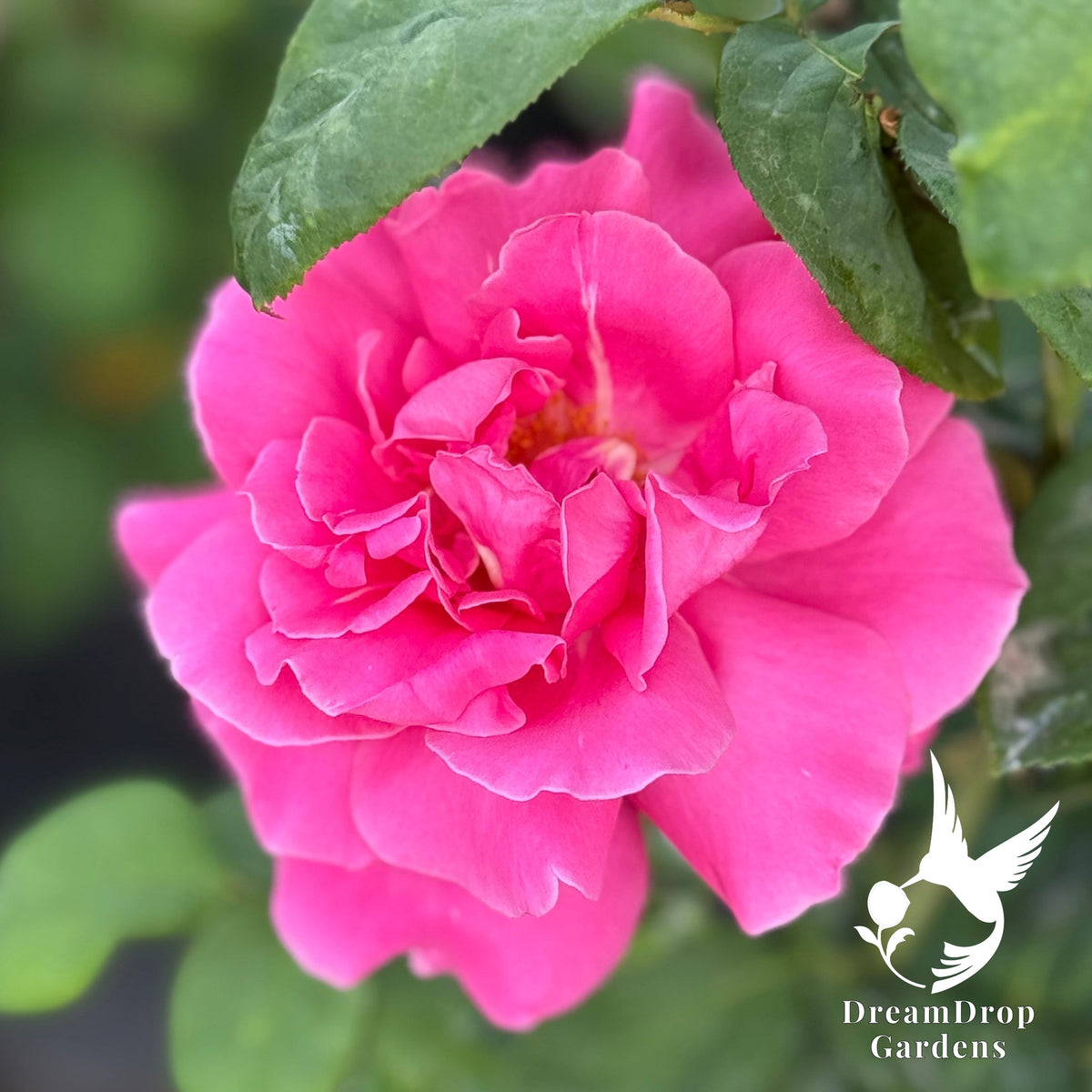 Perfume Delight hybrid tea rose with fully open deep pink blooms