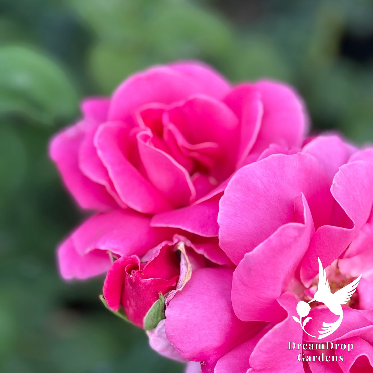 Perfume Delight hybrid tea rose with fully open deep pink blooms