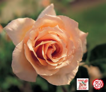 Rose - Medallion