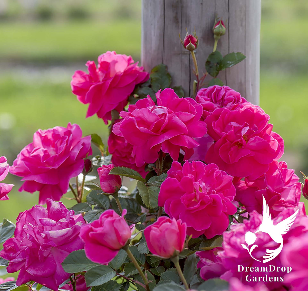 Rose - Highwire Flyer — DreamDrop Gardens photo 10