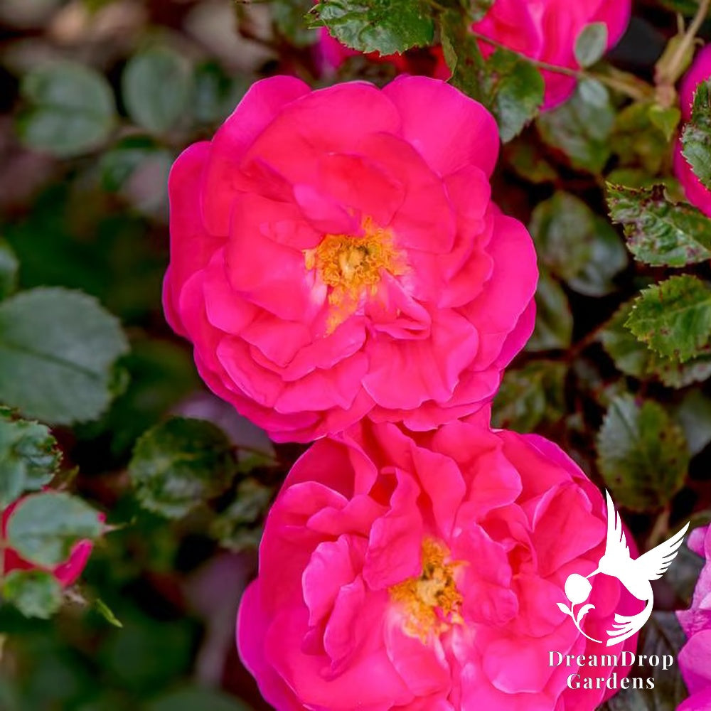 Rose - Highwire Flyer — DreamDrop Gardens photo 1
