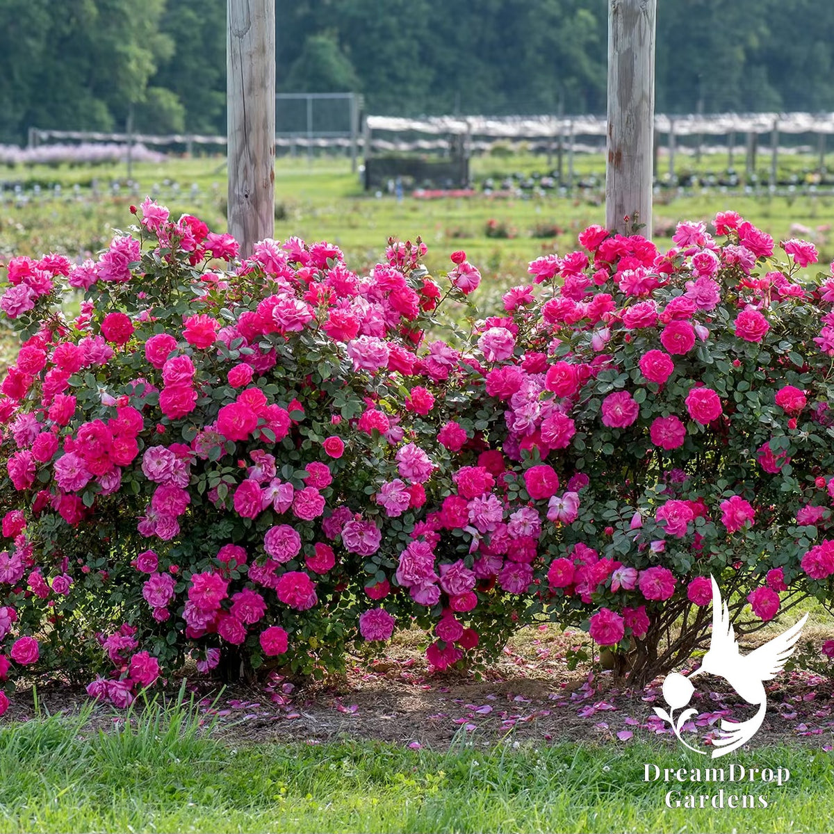 Rose - Highwire Flyer — DreamDrop Gardens photo 2