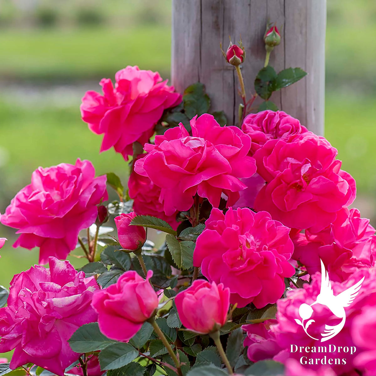 Rose - Highwire Flyer — DreamDrop Gardens photo 3