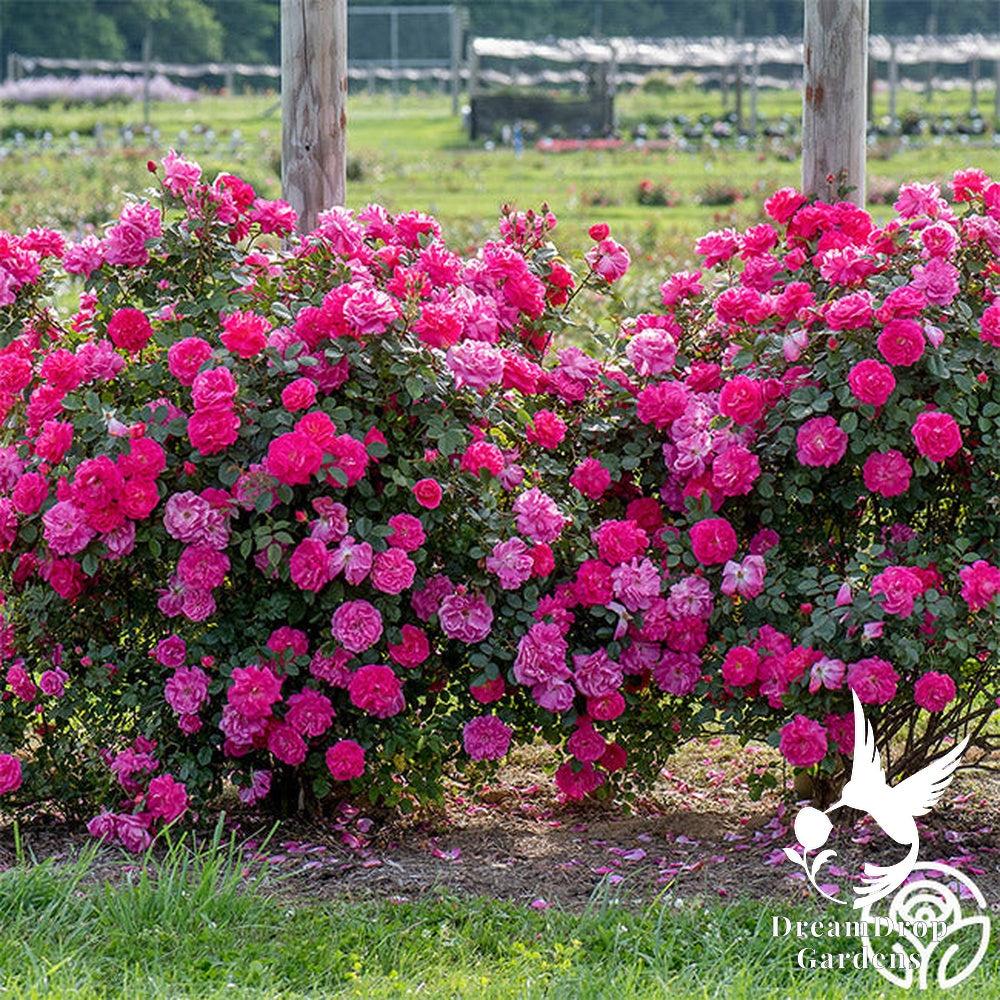 Rose - Highwire Flyer — DreamDrop Gardens photo 4