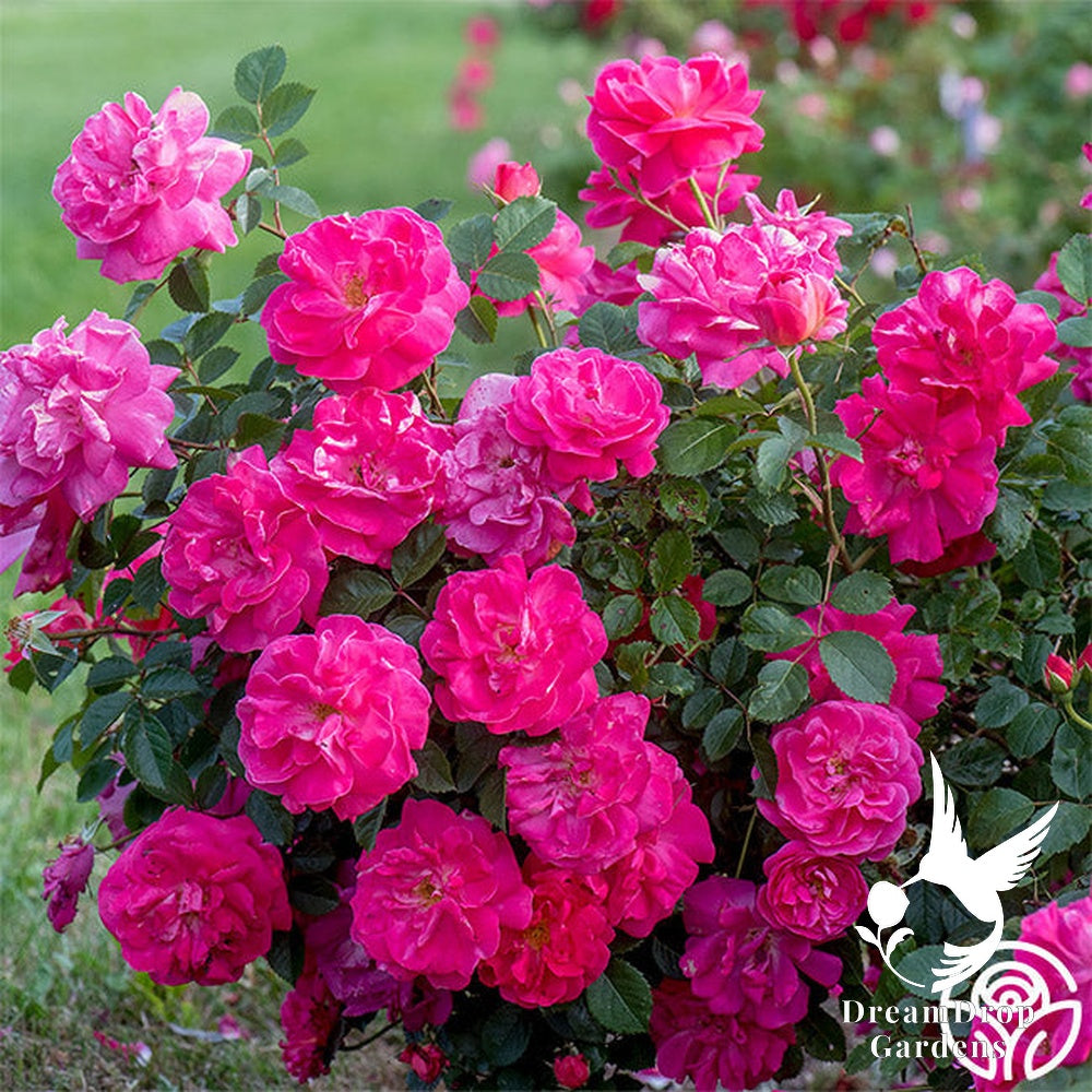 Rose - Highwire Flyer — DreamDrop Gardens photo 5