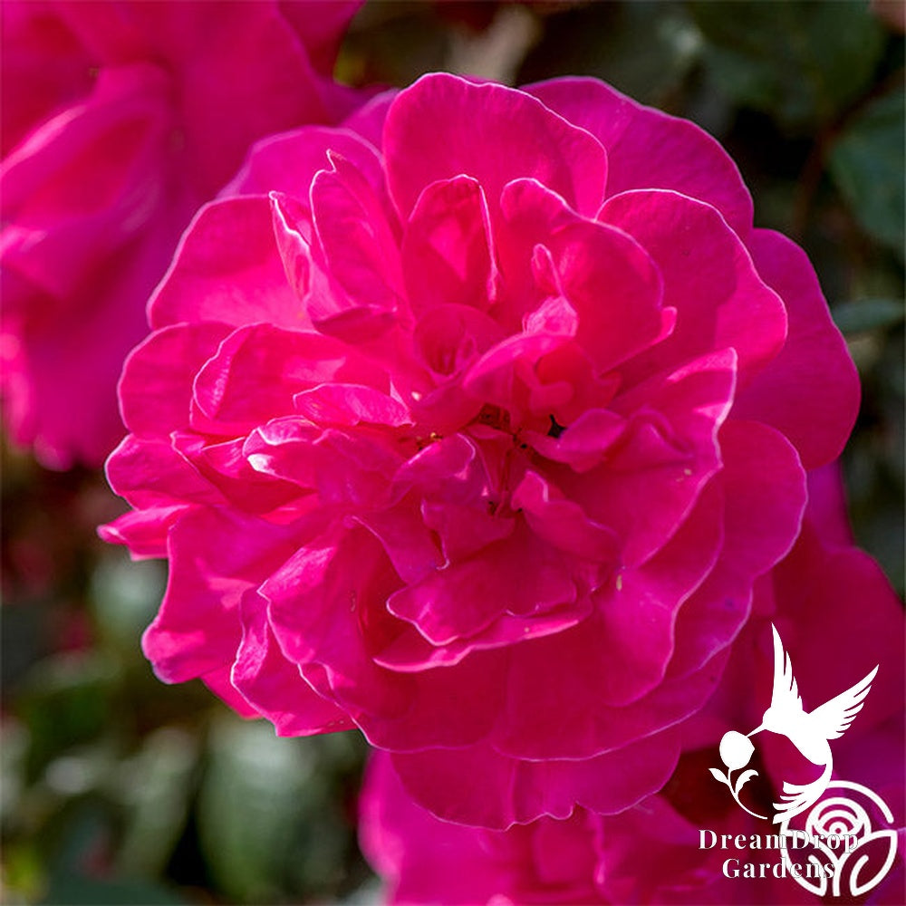 Rose - Highwire Flyer — DreamDrop Gardens photo 6
