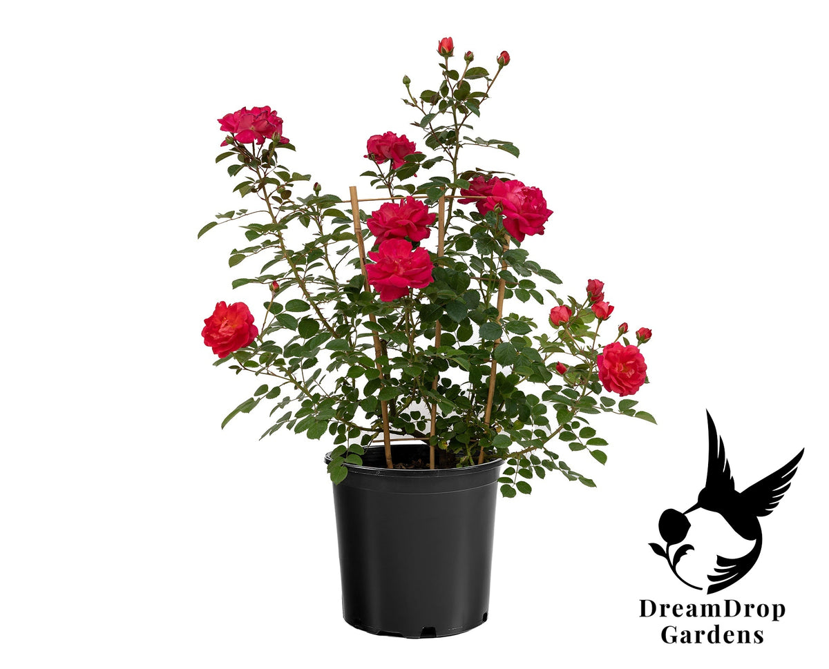 Rose - Highwire Flyer — DreamDrop Gardens photo 7