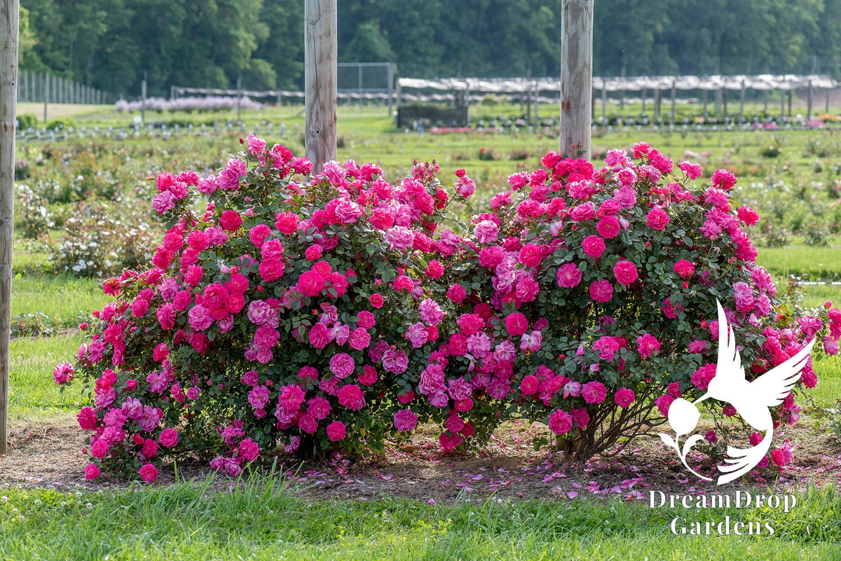 Rose - Highwire Flyer — DreamDrop Gardens photo 8