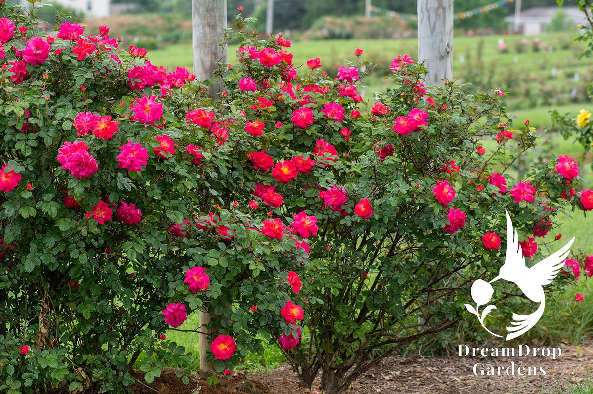 Rose - Highwire Flyer — DreamDrop Gardens photo 9