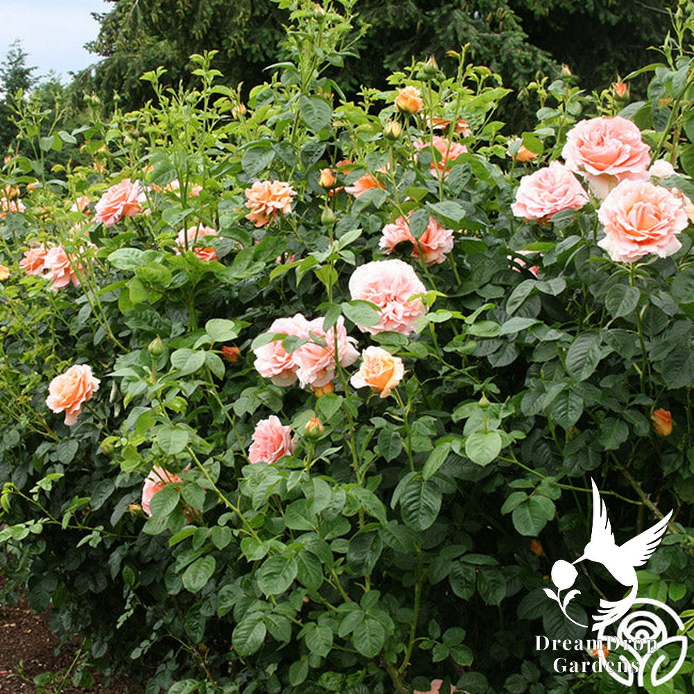 Rose - Polka — DreamDrop Gardens photo 10