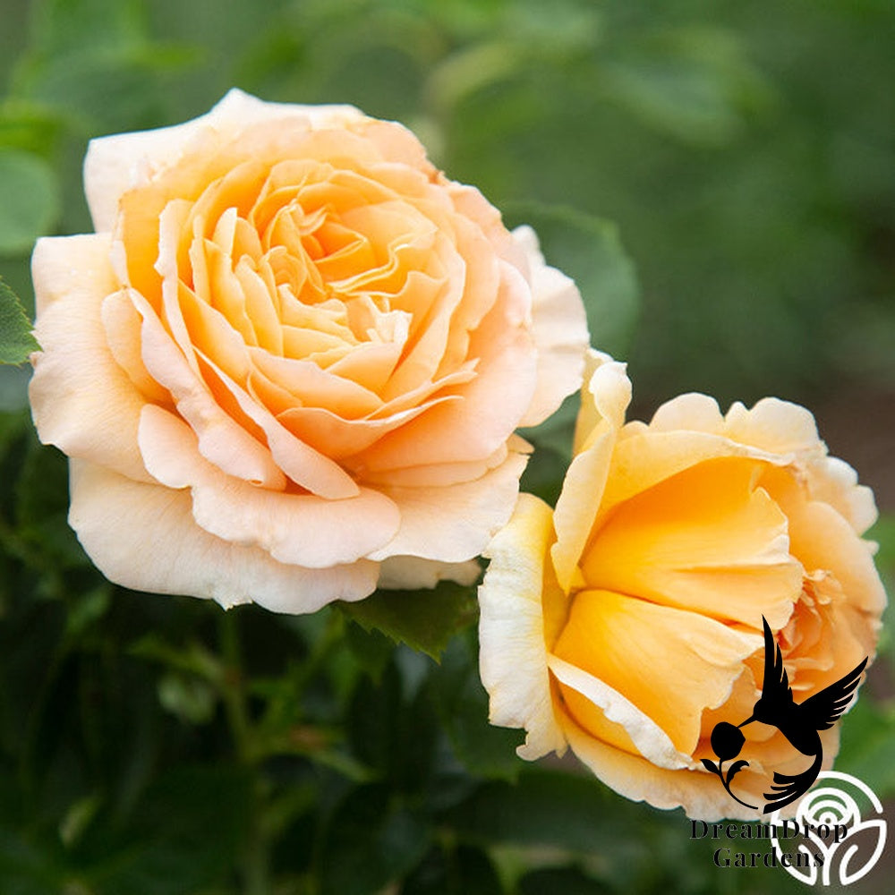 Rose - Polka — DreamDrop Gardens photo 11