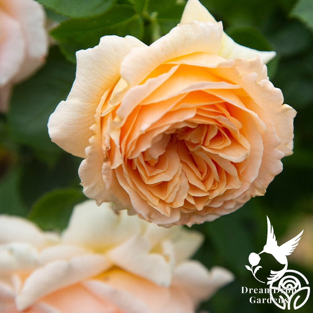 Rose - Polka — DreamDrop Gardens photo 12