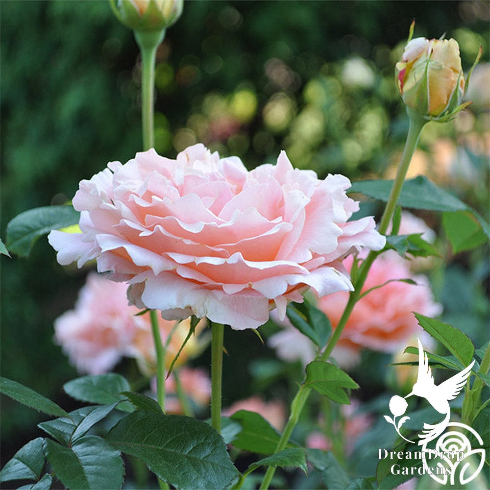 Rose - Polka — DreamDrop Gardens photo 13