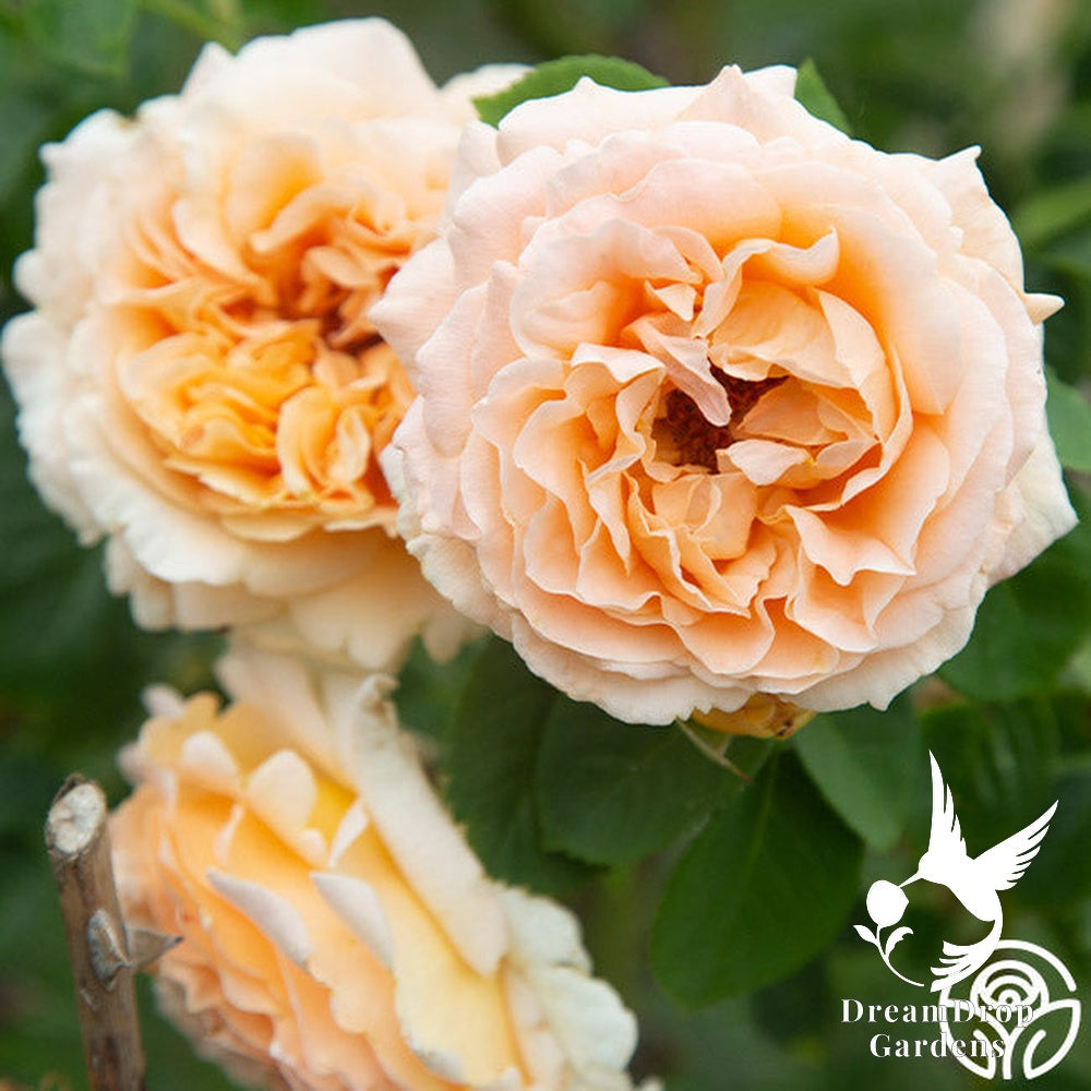 Rose - Polka — DreamDrop Gardens photo 14