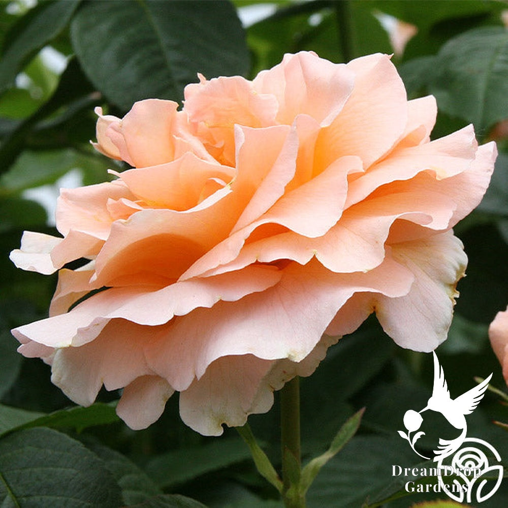 Rose - Polka — DreamDrop Gardens photo 15
