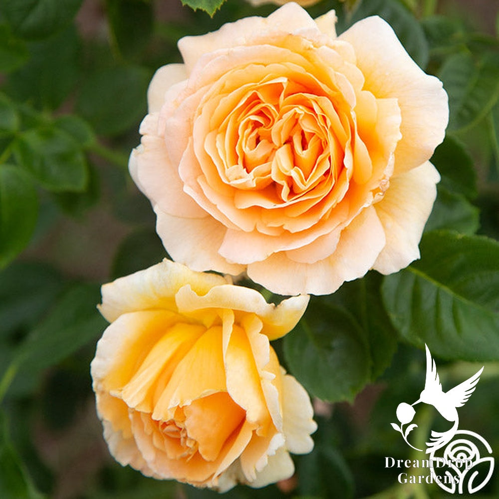 Rose - Polka — DreamDrop Gardens photo 16