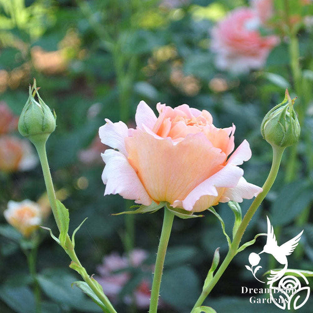 Rose - Polka — DreamDrop Gardens photo 17