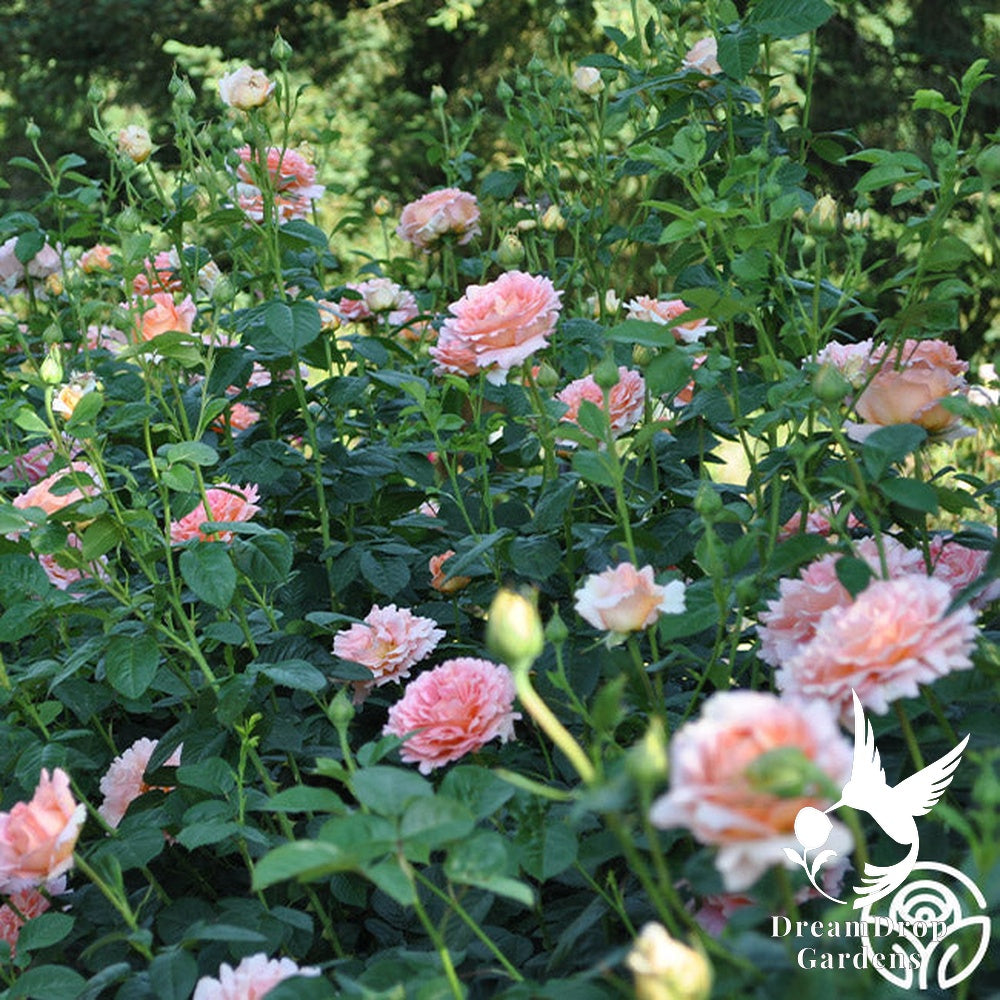 Rose - Polka — DreamDrop Gardens photo 18