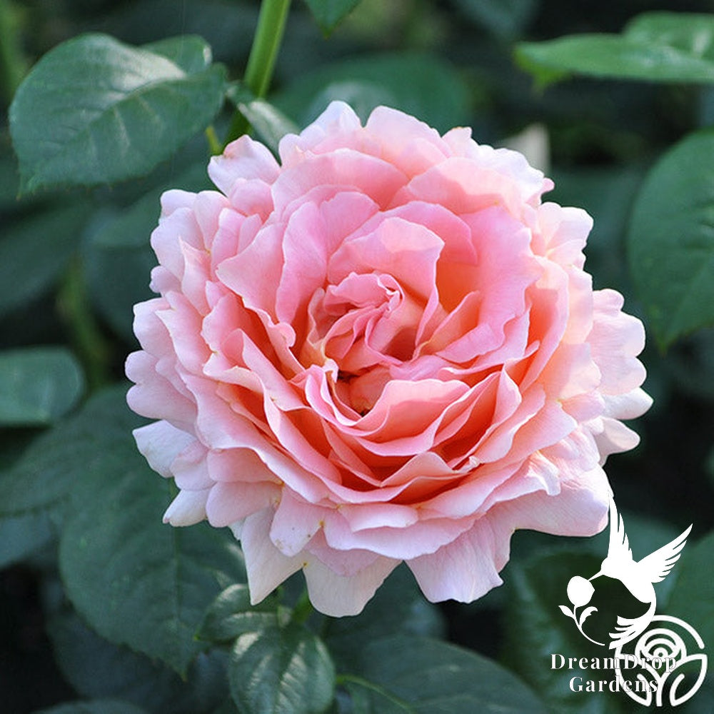Rose - Polka — DreamDrop Gardens photo 19