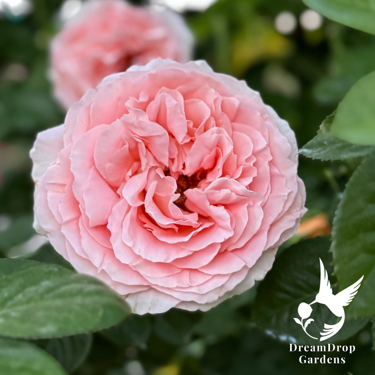 Rose - Polka — DreamDrop Gardens photo 1