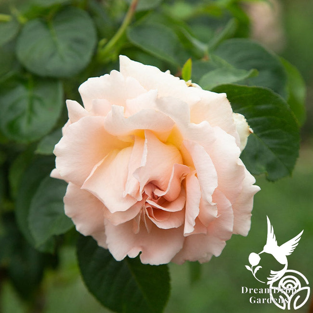 Rose - Polka — DreamDrop Gardens photo 20