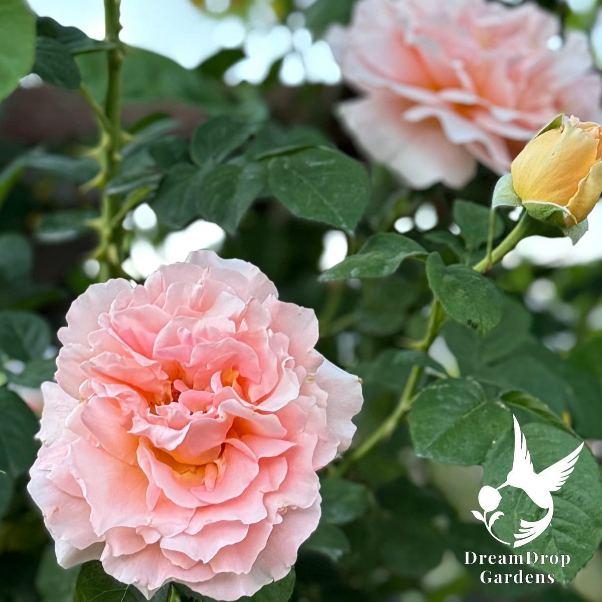 Rose - Polka — DreamDrop Gardens photo 2