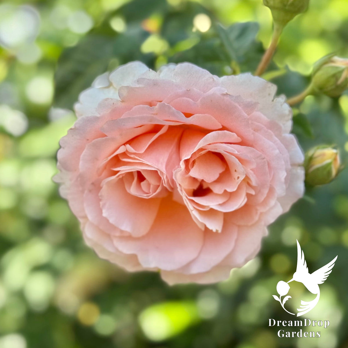 Rose - Polka — DreamDrop Gardens photo 3