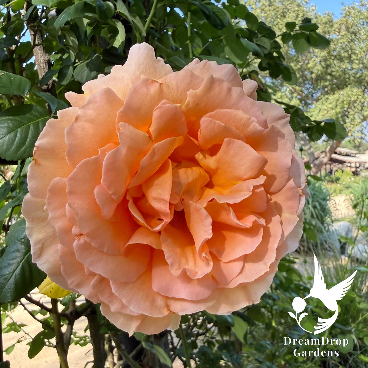 Rose - Polka — DreamDrop Gardens photo 4