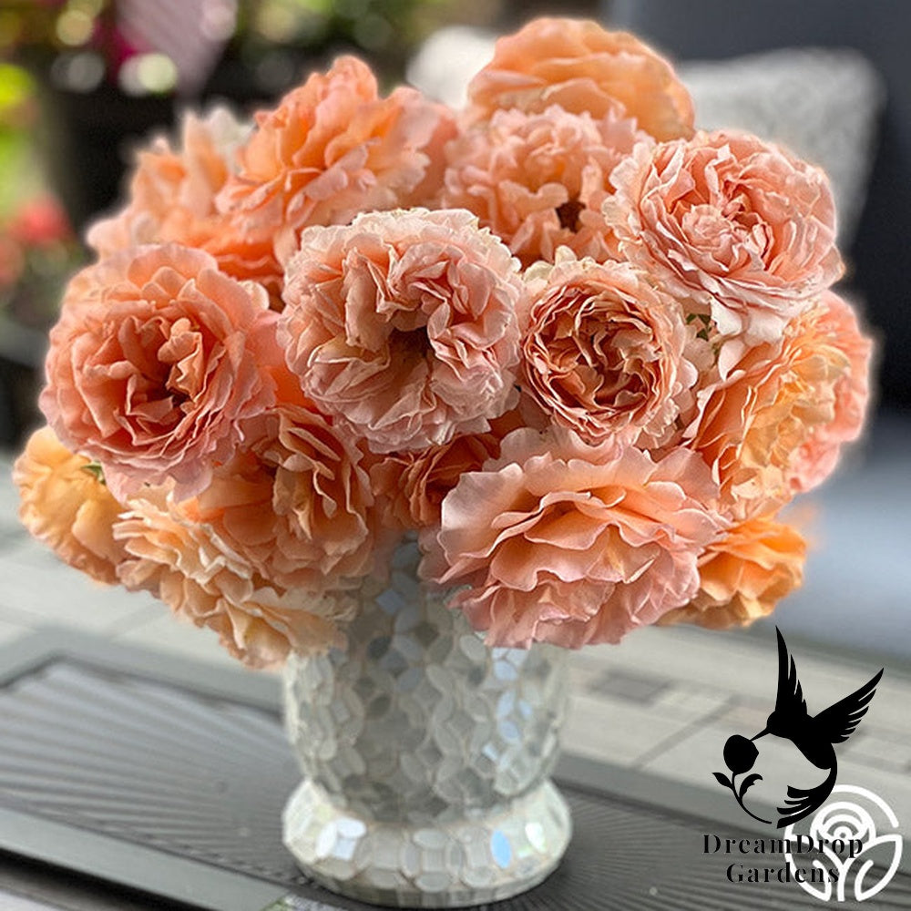 Rose - Polka — DreamDrop Gardens photo 5