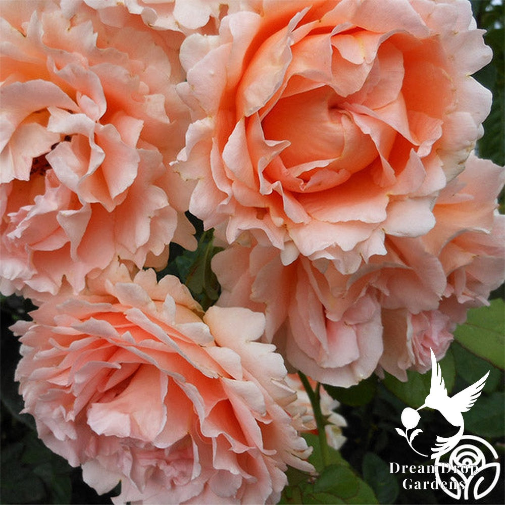 Rose - Polka — DreamDrop Gardens photo 6