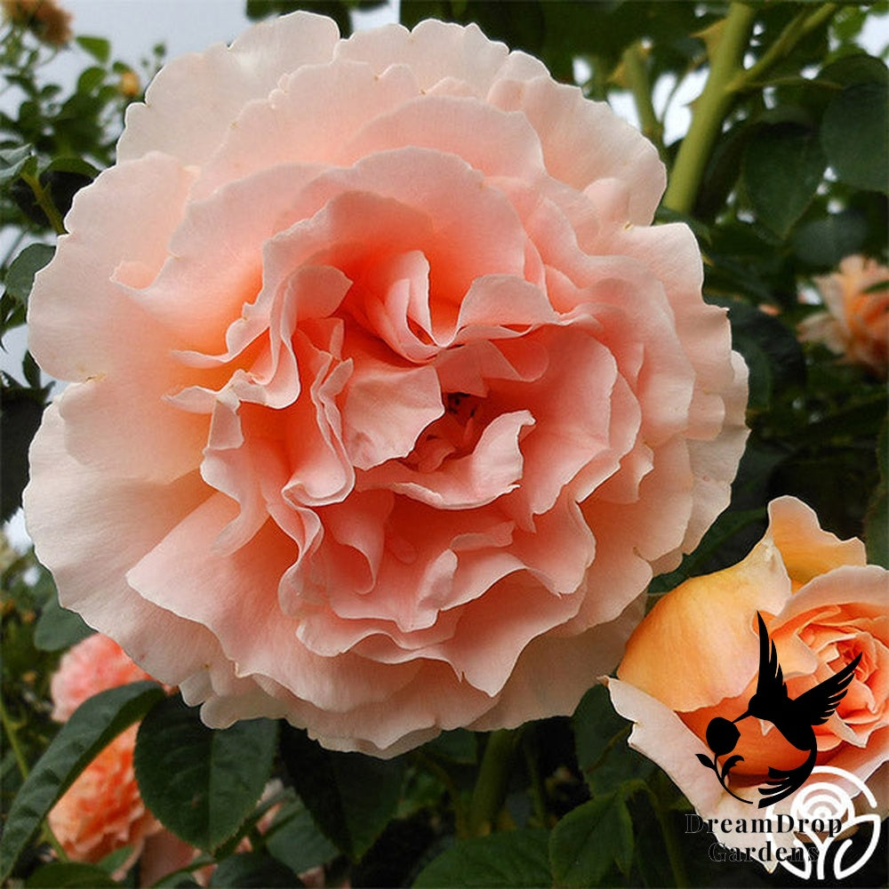 Rose - Polka — DreamDrop Gardens photo 7