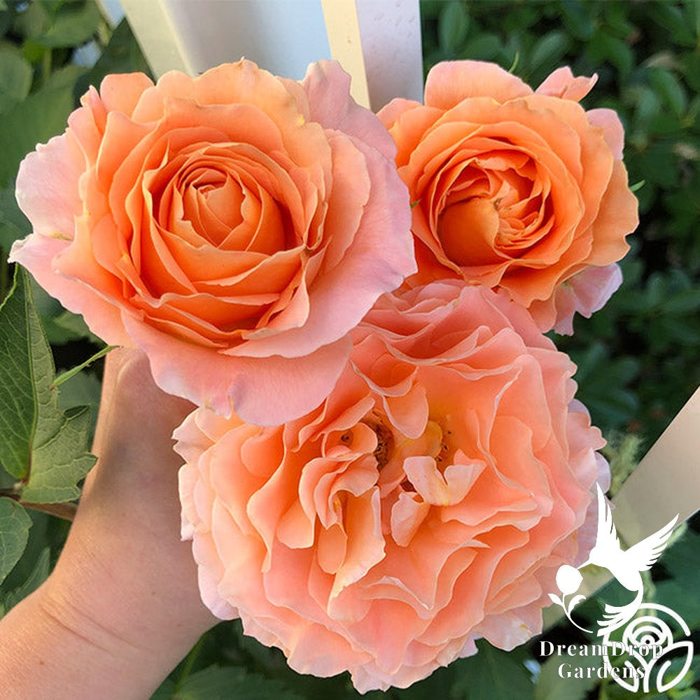 Rose - Polka — DreamDrop Gardens photo 8