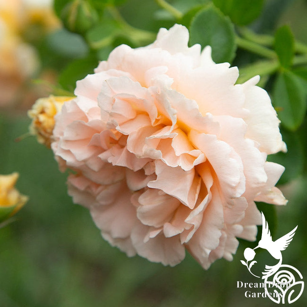 Rose - Polka — DreamDrop Gardens photo 9