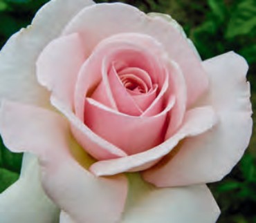 Rose - Meredith