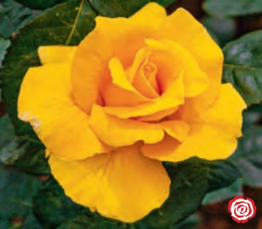 Rose - Midas Touch