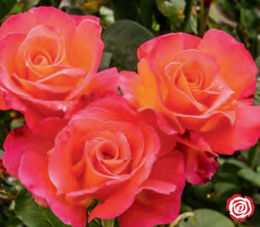 Rose - Mikado