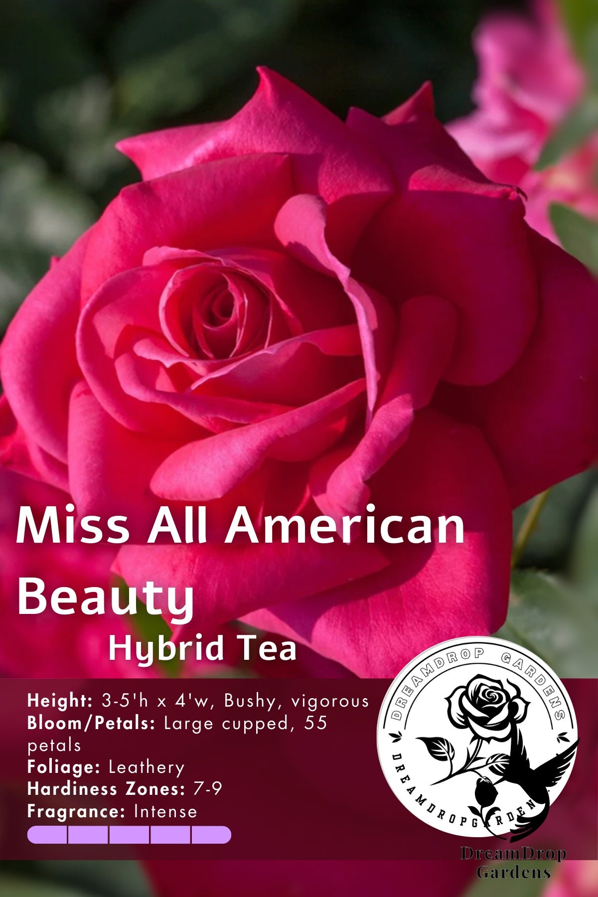 Rose - Miss All-American Beauty — DreamDrop Gardens photo 1