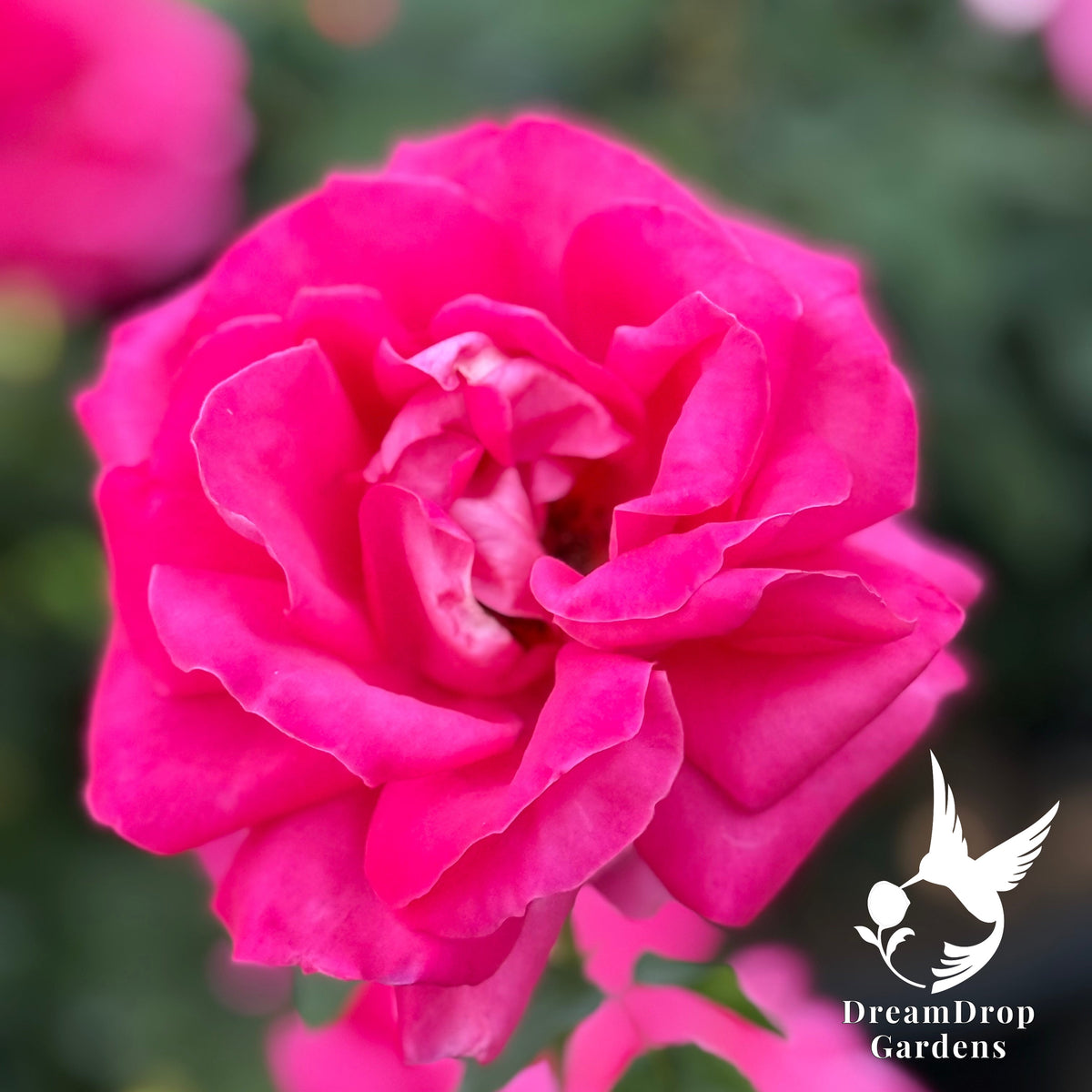 Rose - Miss All-American Beauty — DreamDrop Gardens photo 2