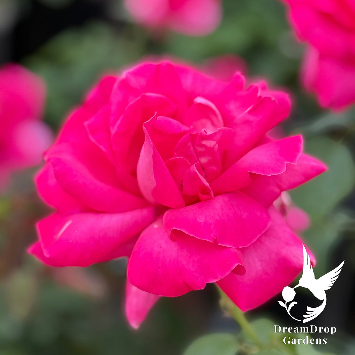 Rose - Miss All-American Beauty — DreamDrop Gardens photo 3